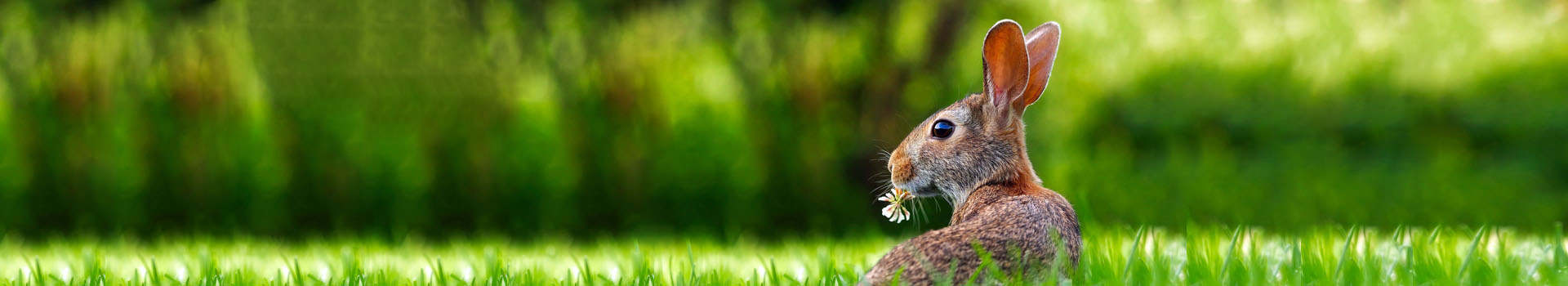 Kompas bilety lotnicze